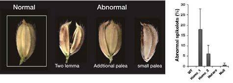 allantoin transporter돌연변이체와 WT 에서의 abnormal spikelet 비교