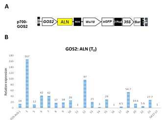 Expression level of overexpression lines in To plants.