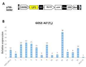 Expression level of overexpression lines in To plants.