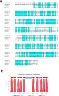 OsUPS1, GmUPS1, GmUPS2 및 PvUPS1 단백질의 아미노산 서열 (a) 및 OsUPS1 단백질의 막 관통영역 예측 (TMHMM) prediction)(b).