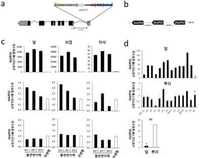 OsUPS1의 T-DNA 위치 및 염색체 12번에 나란히 위치한 OsUPSs isotype 모식도 (a, b).