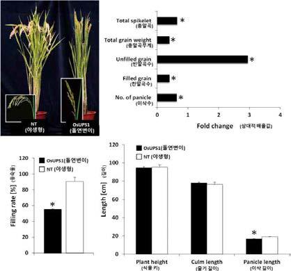 OsUPS1 활성 돌연변이체의 표현형 및 농업형질(등숙율, 총 알곡, 총알 곡무게, 빈 알곡수, 찬 알곡수, 이삭 수, 식물 키, 줄기 길이 및 이삭 길이)을 야생형 벼와 비교한 결과를 나타낸다.