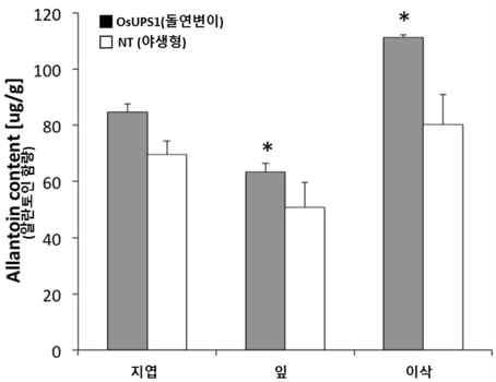 OsUPS1 활성 돌연변이체의 잎과 이삭에서 알란토인 함량의 증대.