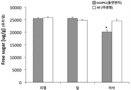 OsUPS1 활성 돌연변이체의 총 유리 당 함량을 야생형 벼와 비교한 결과.