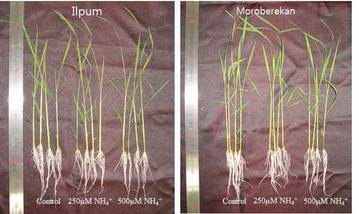 Picture of Ilpum and Moroberekan after imposition of control, 250μm, 500μm NH+ stress for 10 days.