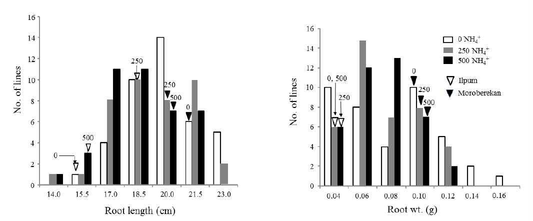 Distribution of root length and weight in 40 ILs with the parental lines grown in hydroponic condition under 0, 250, and 500 μM NH4+.