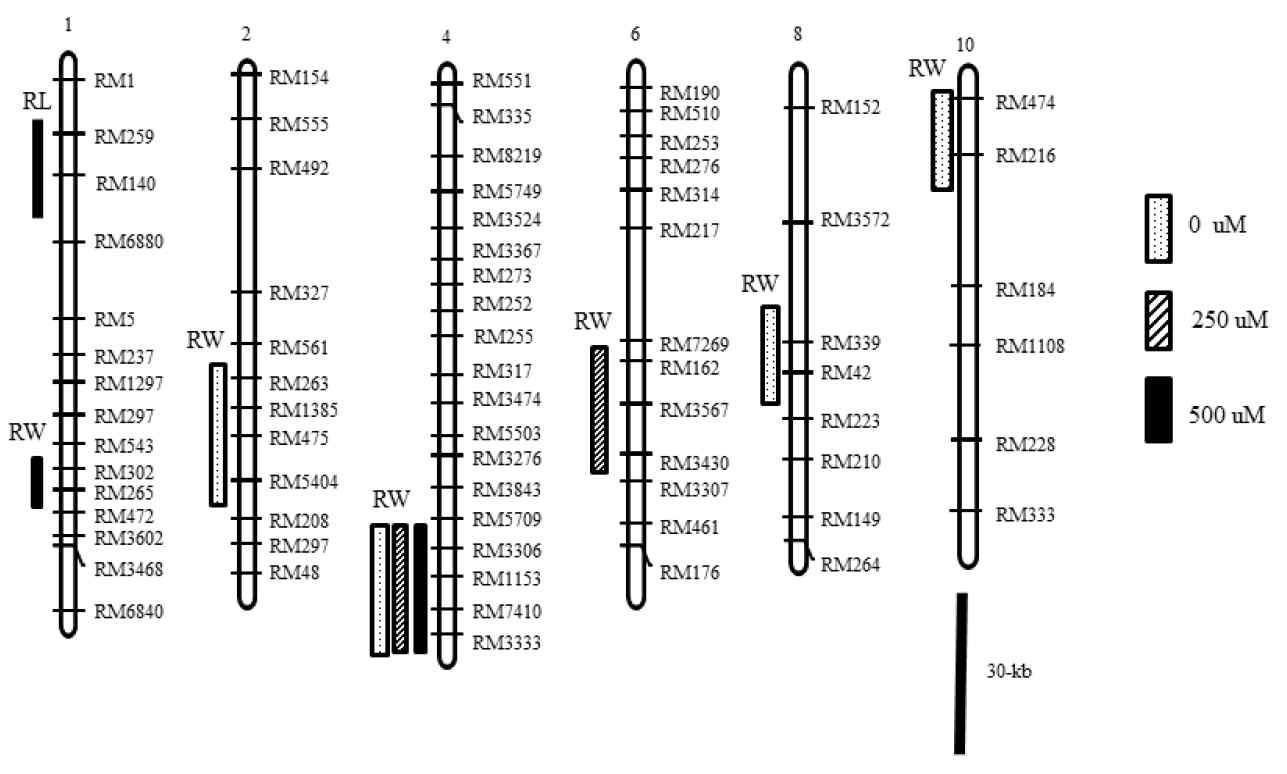 Chromosomal regions affecting root length and weight of seedlings grown in hydroponic culture.