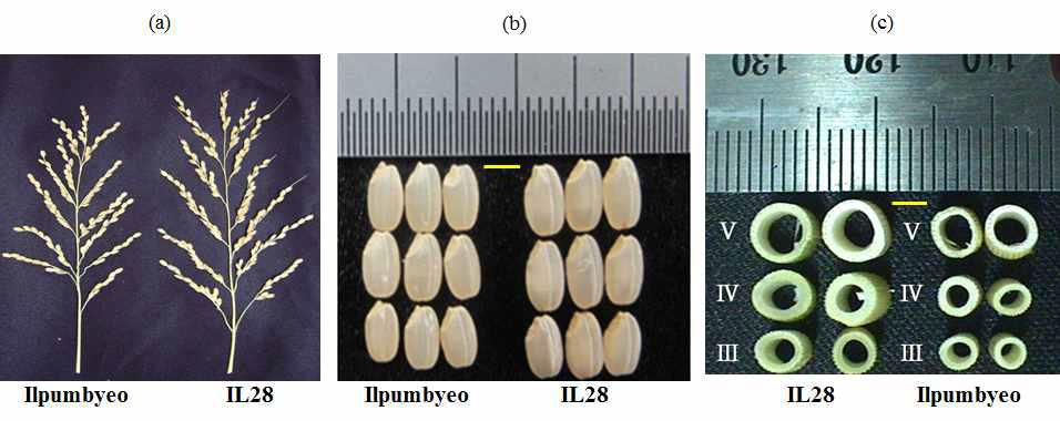 Phenotype difference between Ilpumbyeo and IL28 in panicle (a), grain size (b), and node width (c).