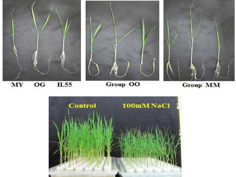 Picture of Milyang23 and each genotype after imposition of 100mM NaCl stress for 5 days.