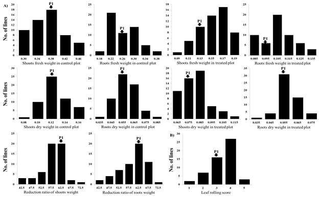 A) Frequency distribution of ten drought tolerance traits in the 55 introgression lines at seedling stage.