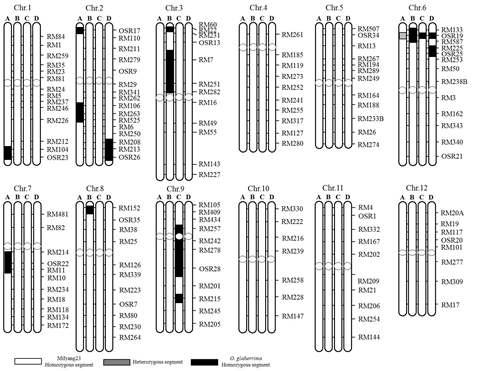 Graphical genotype of selected four lines.