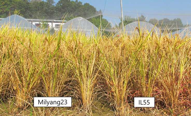 Comparison of Milyang23 and IL55 plants.