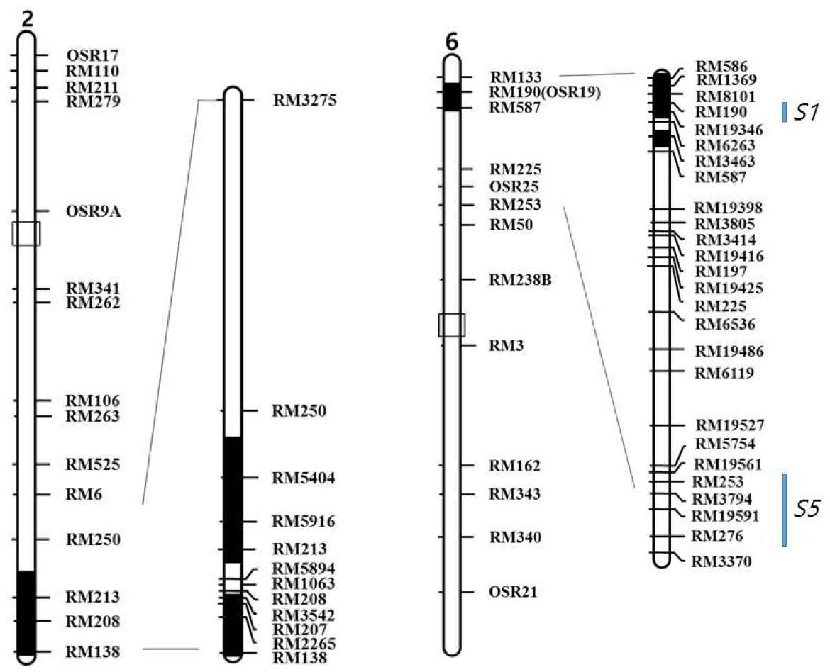 Graphical genotype of IL55.