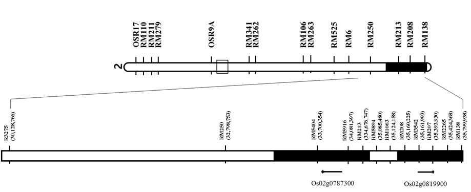 A linkage map of chromosome 2 showing O. glaberrima introgression in IL55.