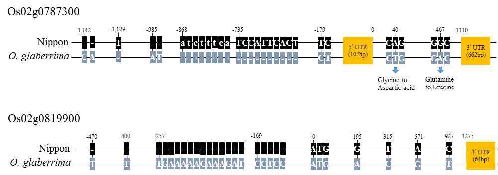 Sequence differences of two genes Os02g0787300 and Os02g0819900 between Nipponare and O. glaberrima.