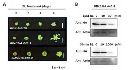 BR에 의해 조절되는 BIN2 단백질 수준