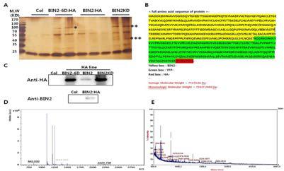 BIN2의 HA agarose bead를 이용한 면역침전반응 결과