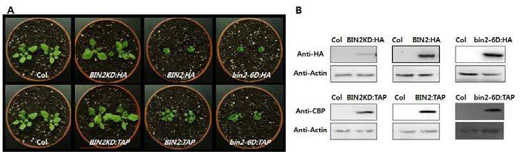 T3 세대에서 BIN2 형질전환체 동정. A. 4주된 돌연변이 표현형, B. BIN2 발현 수준 확인.