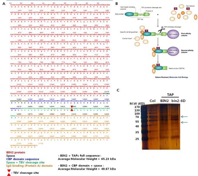 TAP 친화 컬럼을 이용한 BIN2 상호작용 단백질 탐색