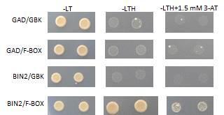 단백체학적 접근방법을 통해 선별된 F-BOX 와 BIN2의 상호작용 확인 (Clontech 의 Yeast two hybrid system 적용)