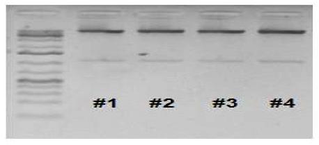 형질전환체 DNA 제한효소 처리 및 확인, #1~4: 형질전환체.