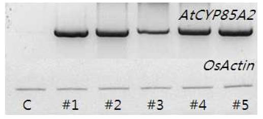 AtCYP85A2 형질전환체 발현