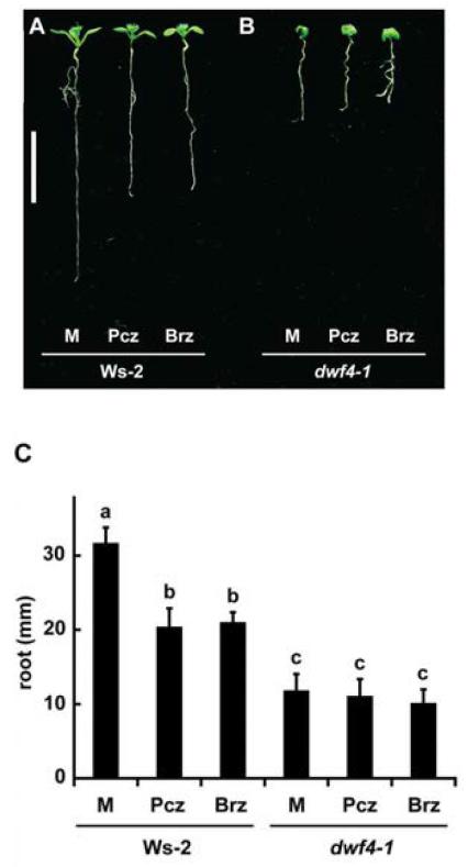 7일된 야생형 유식물과 dwf4-1 돌연변이의 Pcz 와 Brz 에 반응
