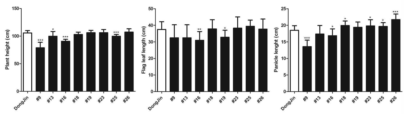 야생형 벼와 선별된 돌연변이체 라인들 사이의 plant height, flag leaf length, 그리고 panicle length 비교 분석