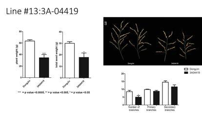 plant weight와 seed weight에서 야생형보다 감소를 보이는 대표적인 3A-04419