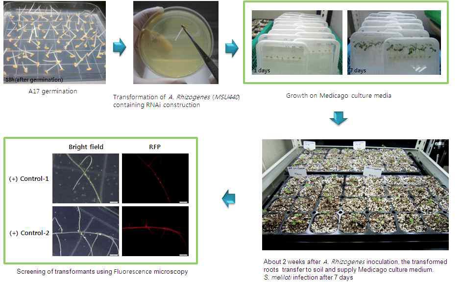 Agrobacterium rhizogenes 를 이용한 M. truncatula 뿌리 형질전환 과정