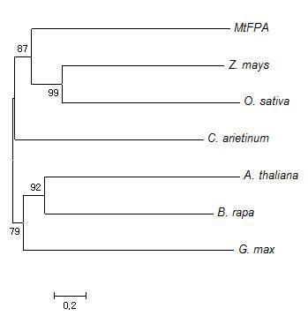 다른 종에서의 MtFPA의 phylogenetic tree 분석