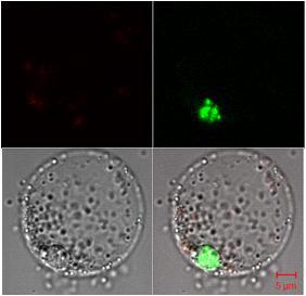 MtFPA-GFP를 통한 subcellular localization 분석