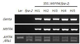MtFPA 형질전환체의 개화 시기 분석