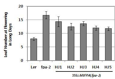 MtFPA 형질전환체의 개화 시기 분석