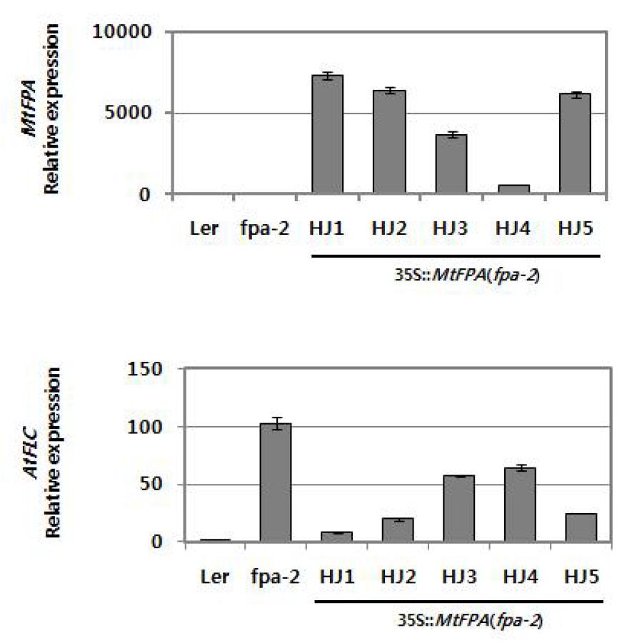 MtFPA 형질전환체의 개화 시기 분석