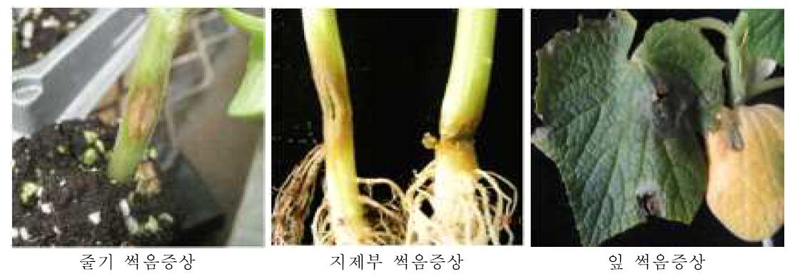 박과작물에 발생하는 탄저병 유묘기 병징