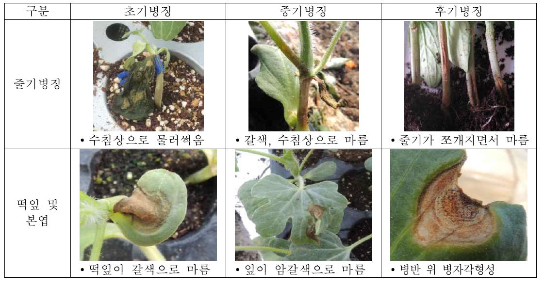 덩굴마름병 생육단계별, 발생부위별 다양한 병징들