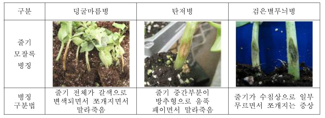 덩굴마름병과 유사한 모잘록증상에 따른 병징구분법