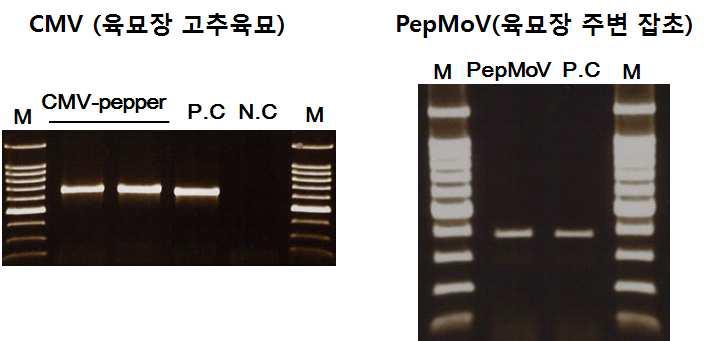 고추 육묘 및 잡초에서 바이러스 RT-PCR 검출 결과