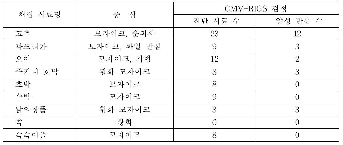 채소 공정육묘장 주변에서 바이러스병 유사 증상을 나타내는 작물 및 잡초에서 CMV-RIGS 반응