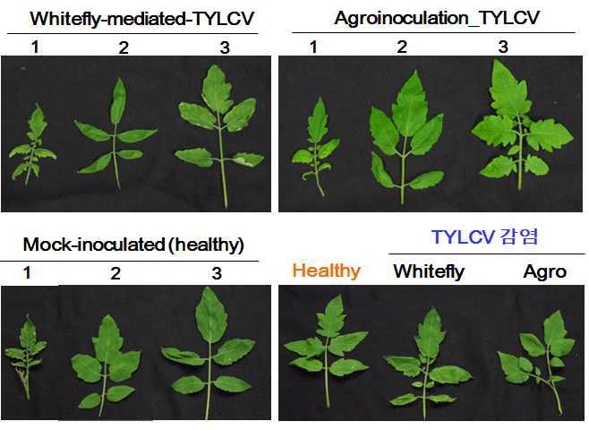 담배가루이 및 TYLCV 감염성 클론을 이용한 아그로주입법에 의한 토마토 유묘에서의 발생되는 병징 비교