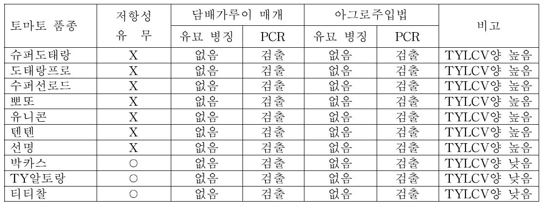 담배가루이 및 아그로주입법에 의한 TYLCV 토마토 병징 및 PCR 검정 결과