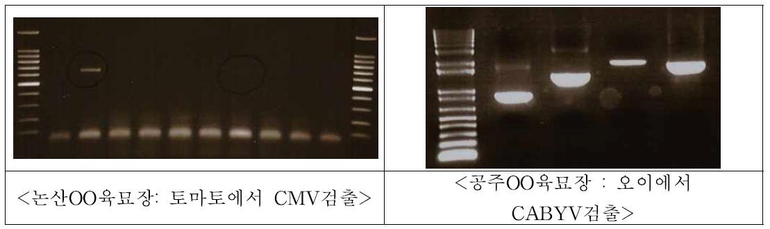공정육묘장에서 키운 토마토 및 오이 육묘에서 유전자 진단법으로 바이러스 검출