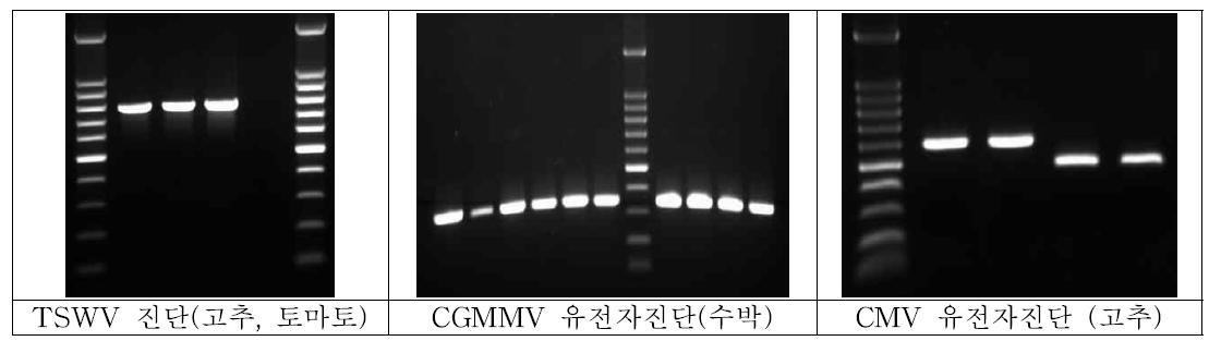 생장조절제에 노출된 채소 육묘들에서 유전자진단법으로 바이러스 검출