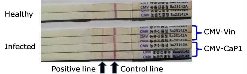 Rapid immuno-gold strip(RIGS)을 이용한 CMV 진단.