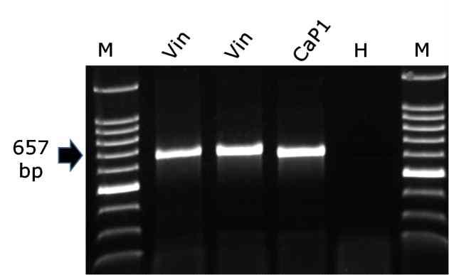 RT-PCR을 이용한 CMV 외피단백질유전자 합성 산물.