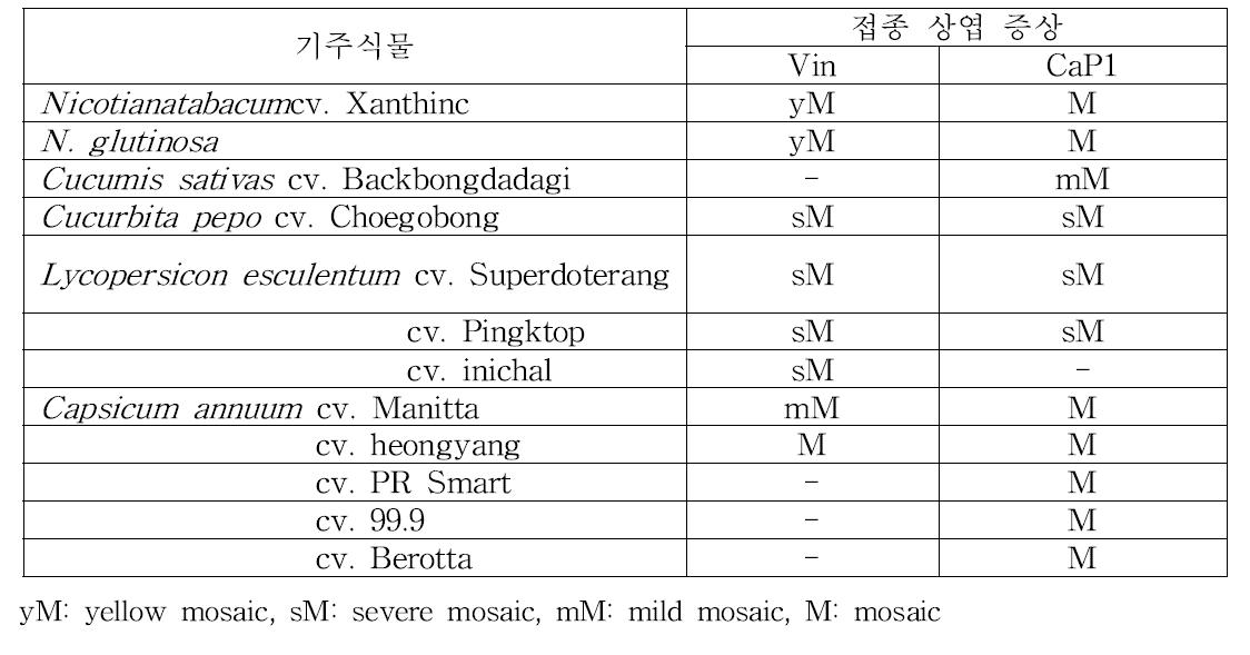 일일초(Vin) 및 고추(CaP1)에서 분리한 CMV의 접종 기주식물 반응