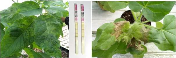 공정육묘장내 외부에서 유입되어 성장하고 있는 천사의나팔 잎에서 모자이크 증상(좌), TSWV-RIGS 반응(중), 분리 바이러스를 접종한 Nicotiana glutinosa의 증상(우)