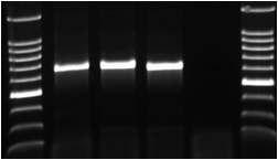 천사의나팔에서 분리한 TSWV의 RT-PCR에서 특이적 합성 DNA 산물