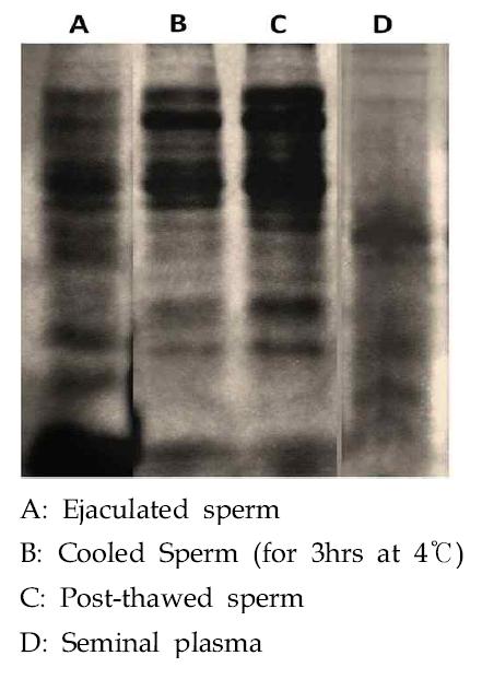 Change of sperm proteins according to freezing step